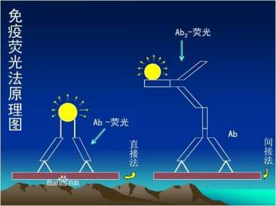 免疫荧光技术
