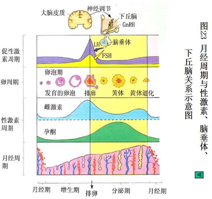IVD知识文库系列-生化知识细说之性激素