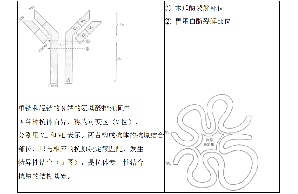 IVD质量管理系列の技术篇 免疫学知识（上）