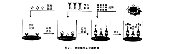 IVD质量管理系列の技术篇 酶联免疫分析法（ELISA）（上）