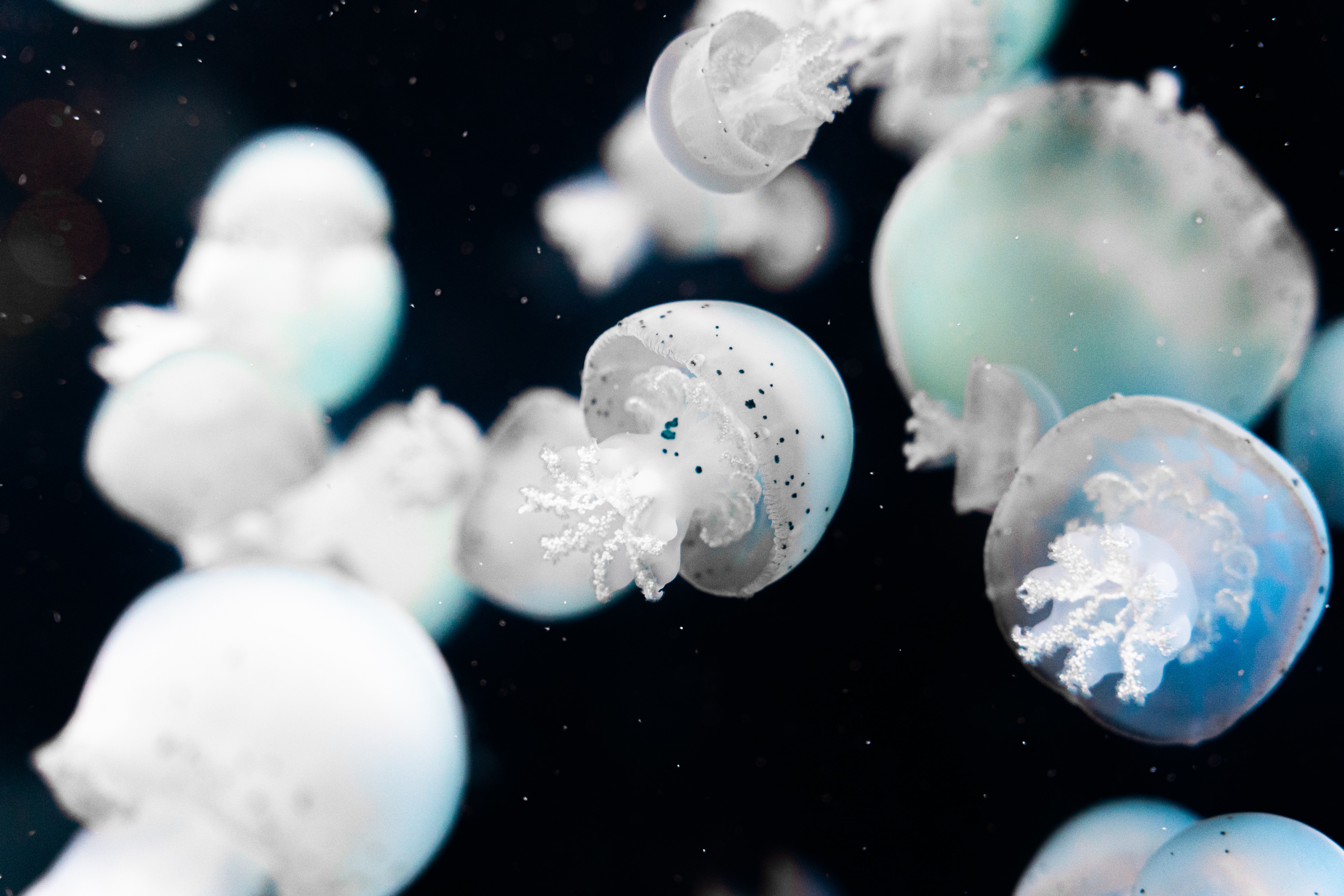 一图读懂 | 人类微生物组流行病学