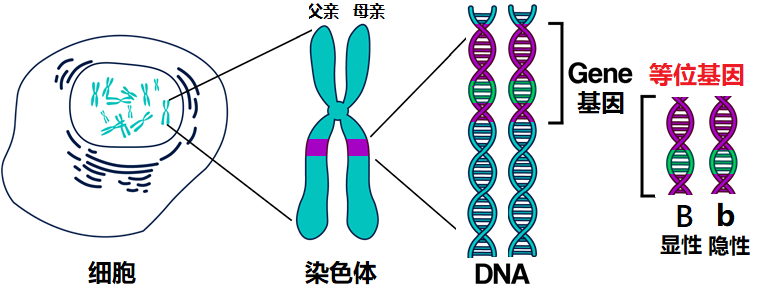 冷知识：等位基因都有表达吗