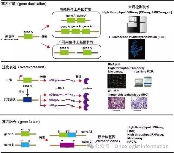 一文搞明白“基因扩增、过度表达、基因融合检测”三者的异同