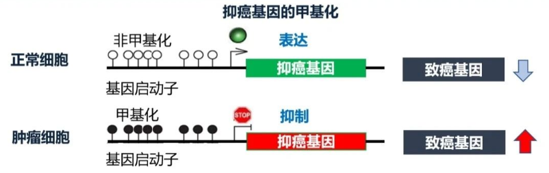 甲基化与癌症早筛：开启精准医疗新大门